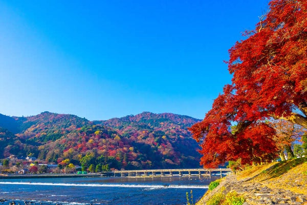 【奈良県内発】 錦秋の京都!3つの世界遺産「天龍寺・庭園」「仁和寺」「西本願寺・逆さ銀杏」と嵐山 日帰り1